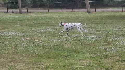 Luna at Dreher Dog Park Chasing Squirrels