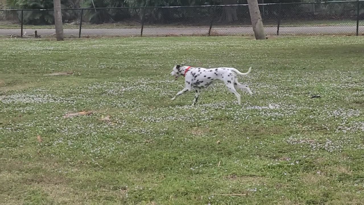 Luna at Dreher Dog Park Chasing Squirrels