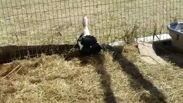 Amanda,Grace Talks...2 Moscovy &Chick Episode 7 Jake Takes Flight!!