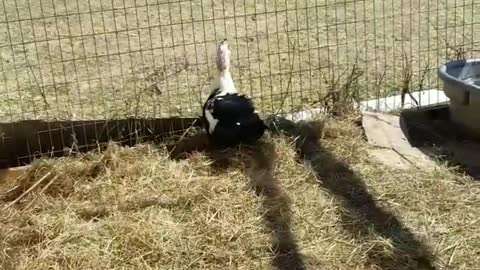 Amanda,Grace Talks...2 Moscovy &Chick Episode 7 Jake Takes Flight!!