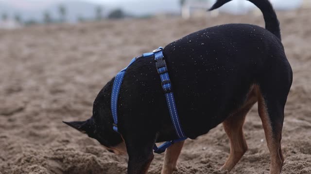 Cute puppy playing on the beach #rumble #rumbleviral #Petstv