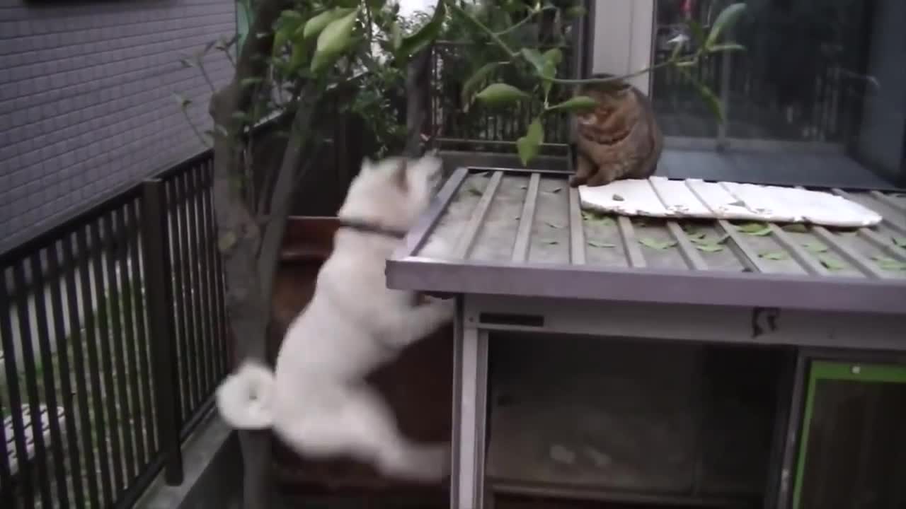 The dog is teasing the cat.