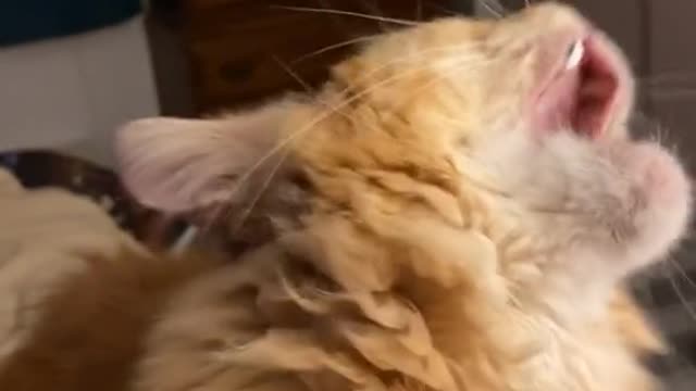Cute and Funny Cat Videos Compilation - PART 121