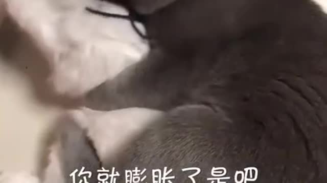 可爱搞笑的宠物，人和猫狗对话，猫哥，狗哥很搞笑.mp4