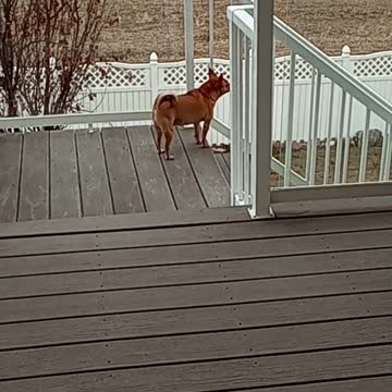 TC the guard dog on duty!!