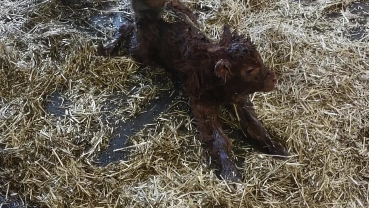 Athena's first calf Loki... #minihighland #minihighland #highlandcow