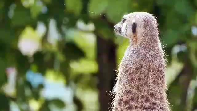 Enchanting magnificent landscapesAnimals and Landscapes "Incredible video show animals