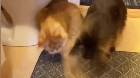 Funny Cats And Dogs Videos 😂