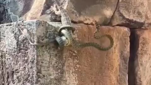 lizard saves his friend from pythons grip.