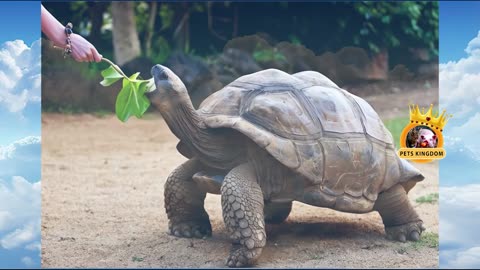 Against All Odds Witness the Incredible Feat of the Tortoise! 🐢💪