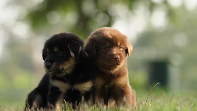 Puppies Playing In The Park