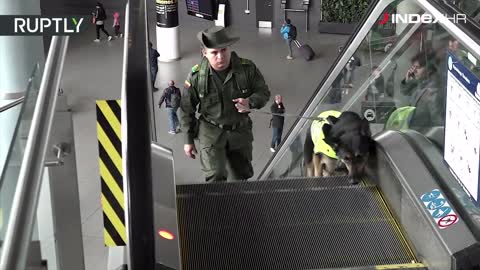 Kolumbijski kartel raspisao je nagradu za ubojstvo policijskog psa tragača