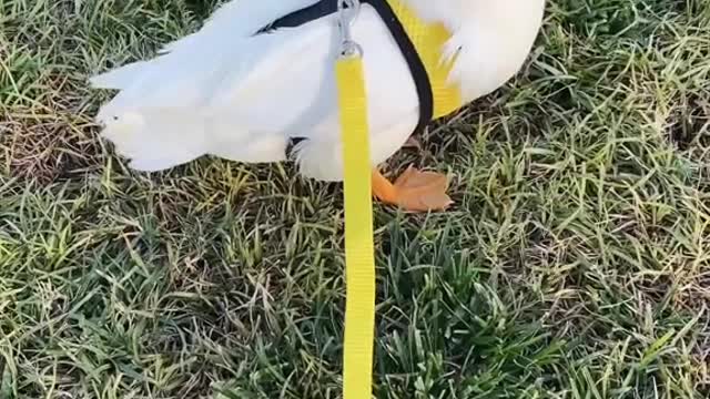 duck#leash#petleash