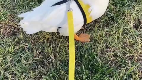 duck#leash#petleash