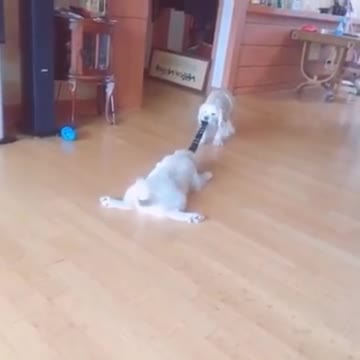 MY TWO DOGS ARE PLAYING TAG OF WAR TOGETHER. SO CUTE