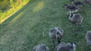 Geese and their chicks