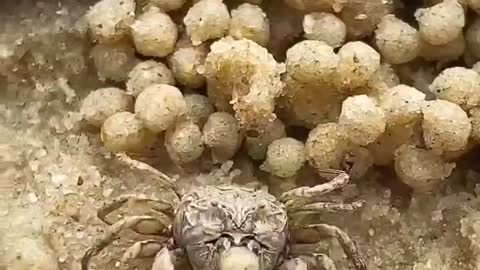 cute little crab