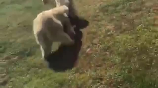 Polar Bear Trips Over Playing Tag