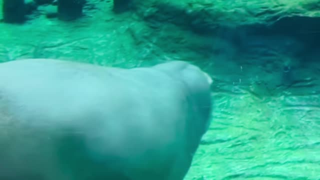 Hippo