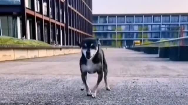 It's just your dog. But you are its life.