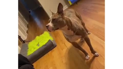 Pitbull carefully looking at weird hairstyle of her mother