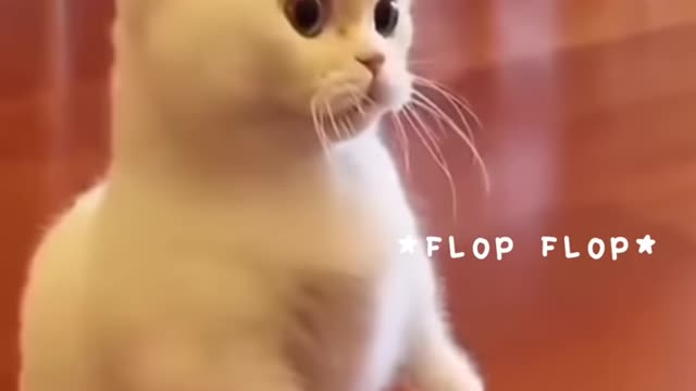 Cat cute watching