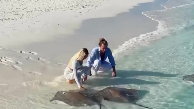 An incredible beach where you can just come and admire stingrays in their natural environment.