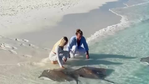 An incredible beach where you can just come and admire stingrays in their natural environment.