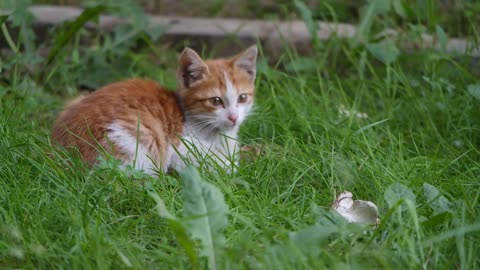 Funniest 😻Cats And Cutest 🐶 Dogs - Funny Pet Vines 😂 - Try Not To Laugh Videos 01