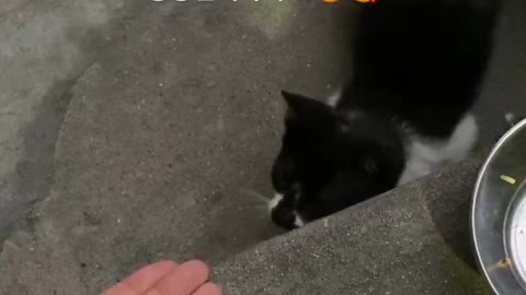 this is baby cat's punch