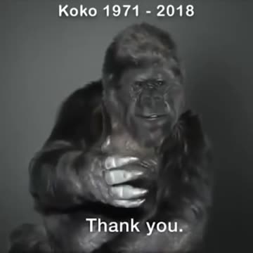 KoKo’s last message to humanity.