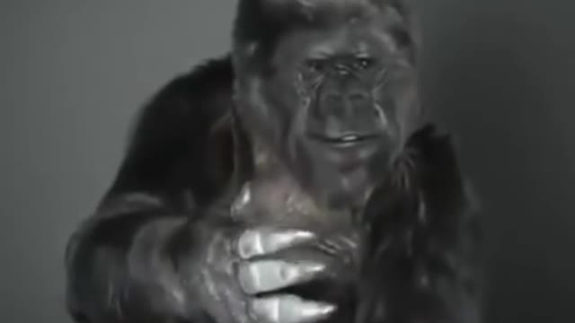 KoKo’s last message to humanity.