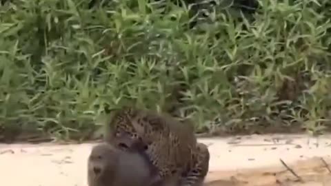 Capybara being chased by a jaguar