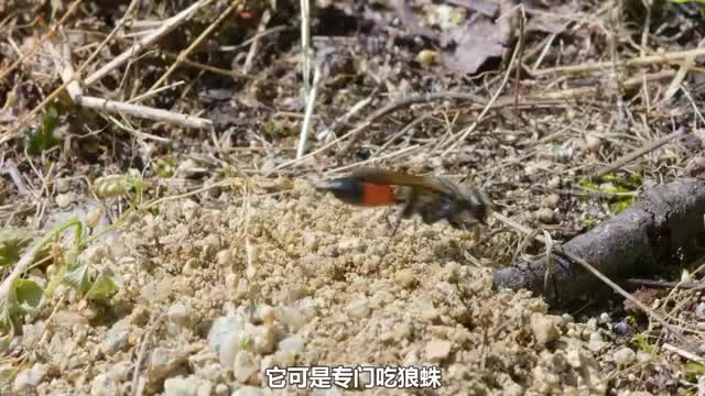 little bee
