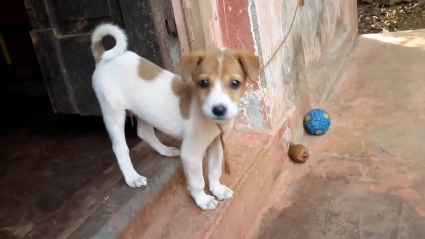 Cute puppy || funny dog 🐕
