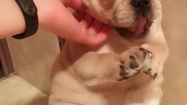 Funny and Cute Dog Pomeranian