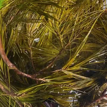 🌲 Eastern White Pine 🌲