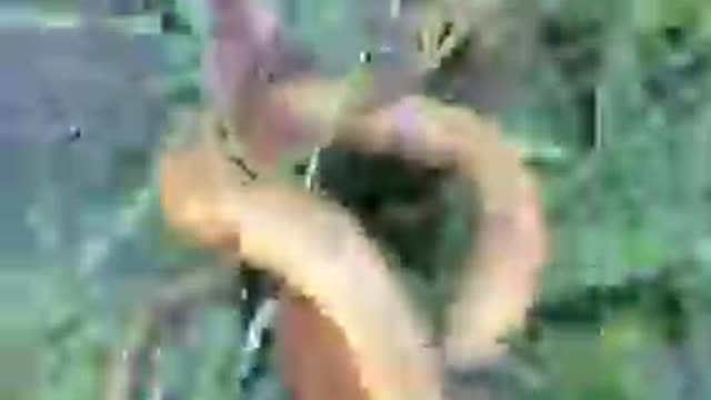 Amazing techniques to catch eel