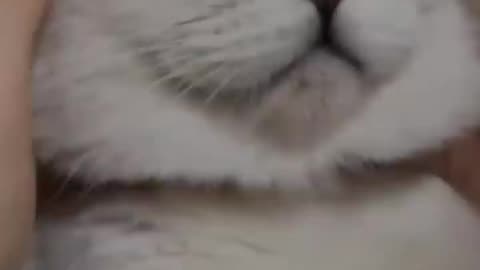 Funny Cat videos