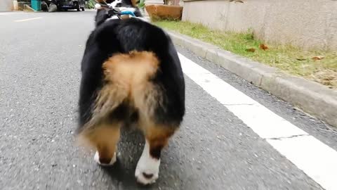 Surprise? This is how the dog moves in super slow motion