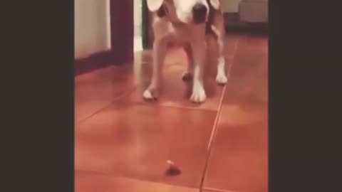 Beagle in hallway freaked out by little toy bug