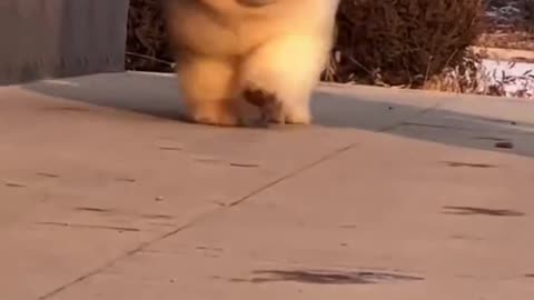 Everyone should be friendly to dogs.