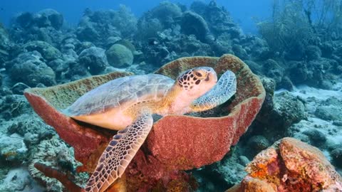 marine creatures in natural habitat around Curaçao /Dutch Antilles