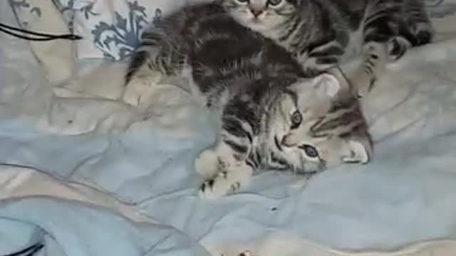 Funny cat chat 🐱