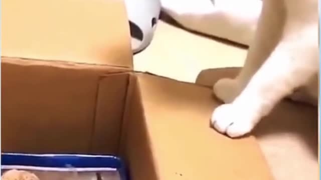 Top Funny cat Videos Of The Weekly #1