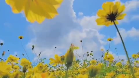 Come and see the beautiful flowers with your friends.