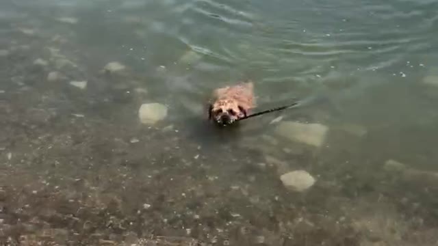 Cute Border Terrier in Lake St. Clair