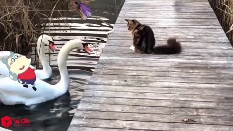 Best Funniest Animal Videos Of The Week #4