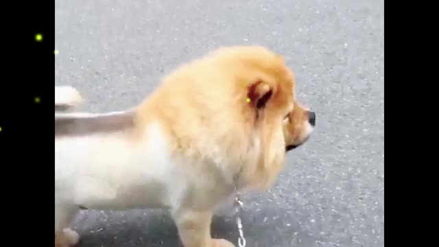 What is this dog-like animal