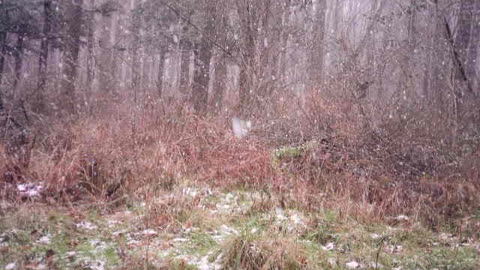 First Snowfall Getting the deer moving